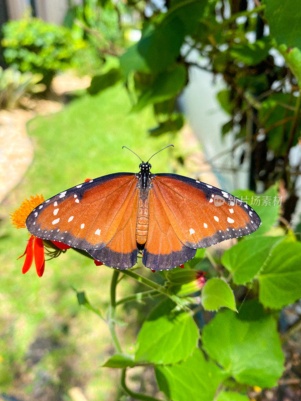 系列-蝴蝶:
蝴蝶女王- Danaus giilippus在黄色的蜀葵藤上